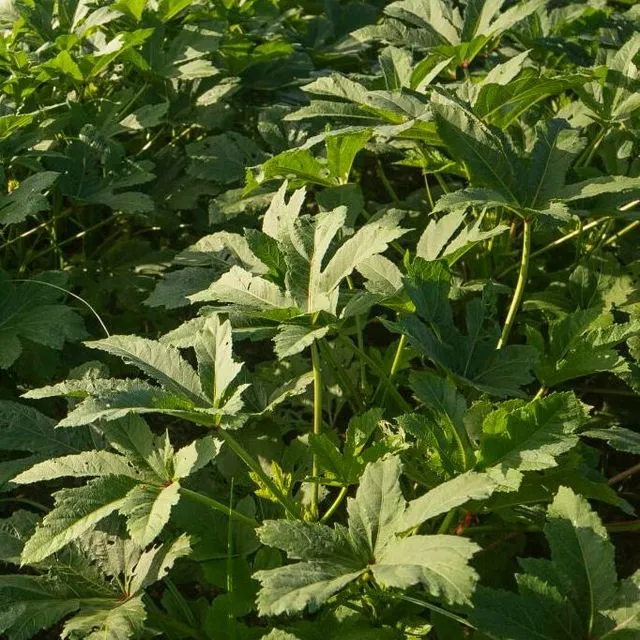 thumbnail for publication: Okra Production in Miami-Dade County, Florida